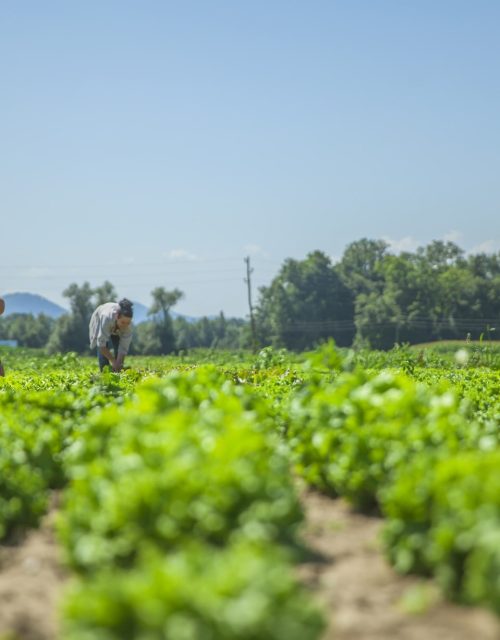 image de champs et personnes en pleine récolte